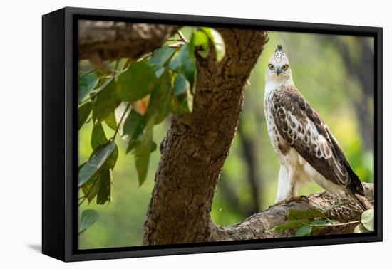 changeable hawk-eagle perched on branch, nepal-karine aigner-Framed Stretched Canvas