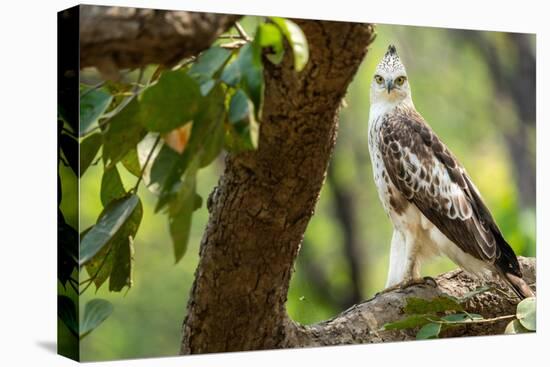 changeable hawk-eagle perched on branch, nepal-karine aigner-Stretched Canvas