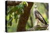 changeable hawk-eagle perched on branch, nepal-karine aigner-Stretched Canvas