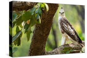 changeable hawk-eagle perched on branch, nepal-karine aigner-Stretched Canvas