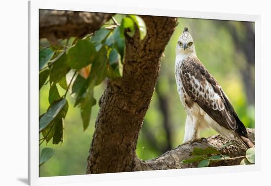 changeable hawk-eagle perched on branch, nepal-karine aigner-Framed Photographic Print