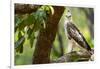 changeable hawk-eagle perched on branch, nepal-karine aigner-Framed Photographic Print