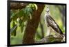 changeable hawk-eagle perched on branch, nepal-karine aigner-Framed Photographic Print