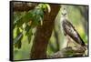 changeable hawk-eagle perched on branch, nepal-karine aigner-Framed Stretched Canvas