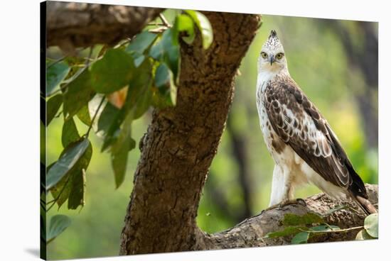 changeable hawk-eagle perched on branch, nepal-karine aigner-Stretched Canvas