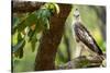 changeable hawk-eagle perched on branch, nepal-karine aigner-Stretched Canvas