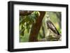 changeable hawk-eagle perched on branch, nepal-karine aigner-Framed Photographic Print