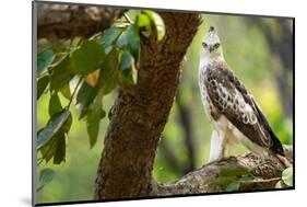 changeable hawk-eagle perched on branch, nepal-karine aigner-Mounted Photographic Print