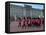 Changing of the Guard, Buckingham Palace, London, England, United Kingdom, Europe-Alan Copson-Framed Stretched Canvas