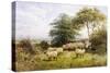Changing Pastures-George Shalders-Stretched Canvas