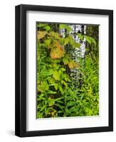 Changing seasons in Upper Michigan-Terry Eggers-Framed Photographic Print