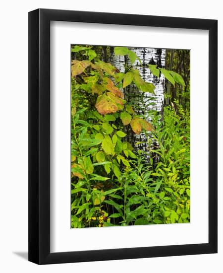 Changing seasons in Upper Michigan-Terry Eggers-Framed Photographic Print