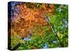 Changing seasons in Upper Michigan-Terry Eggers-Stretched Canvas