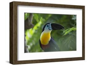 Channel-Billed Toucan, Guyana-Pete Oxford-Framed Photographic Print