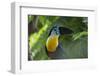 Channel-Billed Toucan, Guyana-Pete Oxford-Framed Photographic Print