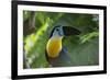 Channel-Billed Toucan, Guyana-Pete Oxford-Framed Photographic Print