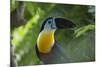 Channel-Billed Toucan, Guyana-Pete Oxford-Mounted Photographic Print