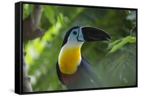 Channel-Billed Toucan, Guyana-Pete Oxford-Framed Stretched Canvas