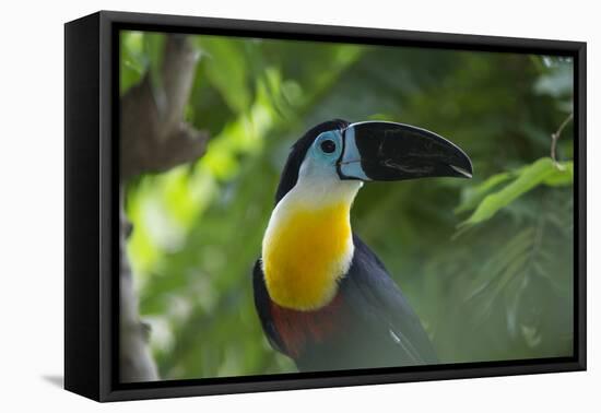 Channel-Billed Toucan, Guyana-Pete Oxford-Framed Stretched Canvas