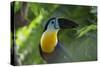 Channel-Billed Toucan, Guyana-Pete Oxford-Stretched Canvas