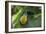 Channel-Billed Toucan, Guyana-Pete Oxford-Framed Photographic Print