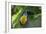 Channel-Billed Toucan, Guyana-Pete Oxford-Framed Photographic Print