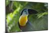 Channel-Billed Toucan, Guyana-Pete Oxford-Mounted Photographic Print