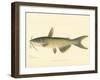 Channel Cat-null-Framed Giclee Print