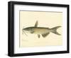 Channel Cat-null-Framed Giclee Print