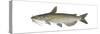 Channel Catfish (Ictalurus Punctatus), Fishes-Encyclopaedia Britannica-Stretched Canvas