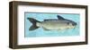 Channel Catfish-John Golden-Framed Giclee Print