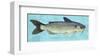 Channel Catfish-John Golden-Framed Giclee Print