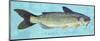 Channel Catfish-John Golden-Mounted Giclee Print