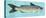 Channel Catfish-John Golden-Stretched Canvas