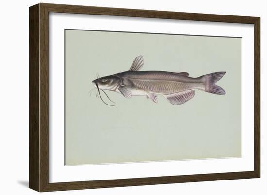 Channel Catfish-null-Framed Giclee Print