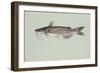 Channel Catfish-null-Framed Giclee Print
