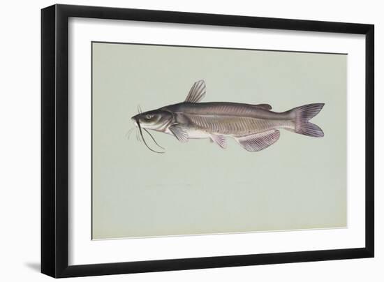 Channel Catfish-null-Framed Giclee Print