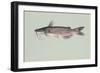 Channel Catfish-null-Framed Giclee Print