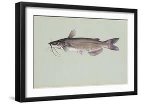 Channel Catfish-null-Framed Giclee Print