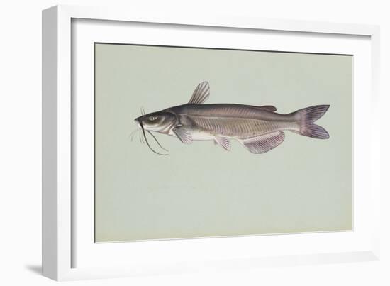 Channel Catfish-null-Framed Giclee Print