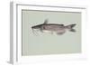 Channel Catfish-null-Framed Giclee Print