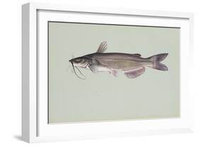 Channel Catfish-null-Framed Giclee Print