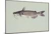Channel Catfish-null-Mounted Giclee Print