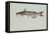 Channel Catfish-null-Framed Stretched Canvas