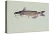 Channel Catfish-null-Stretched Canvas