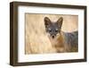 Channel Islands Fox, California-Greg Boreham-Framed Photographic Print