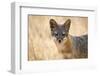 Channel Islands Fox, California-Greg Boreham-Framed Photographic Print