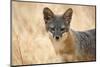 Channel Islands Fox, California-Greg Boreham-Mounted Photographic Print