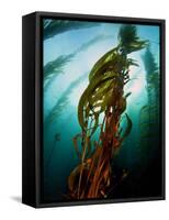 Channel Islands National Park, California: the View Underwater Off Anacapa Island of a Kelp Forest-Ian Shive-Framed Stretched Canvas