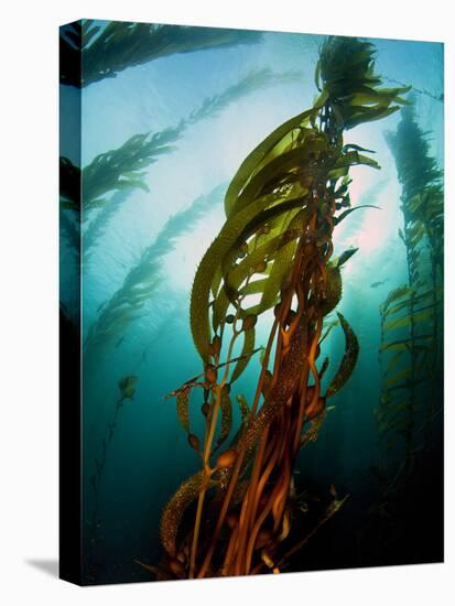 Channel Islands National Park, California: the View Underwater Off Anacapa Island of a Kelp Forest-Ian Shive-Stretched Canvas